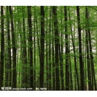 15公分水杉樹價(jià)格