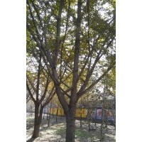 長(zhǎng)期供應(yīng)20公分銀杏嫁接樹