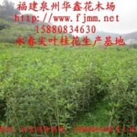 永春尖葉桂花