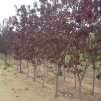 紅葉碧桃4-5、京桃4-5、金葉白蠟3-6、紅寶石海棠3-6、蜀檜1-3米