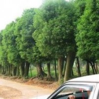 供應(yīng)湖南移栽叢生香樟 大蓬多頭香樟樹 價格優(yōu)包上車