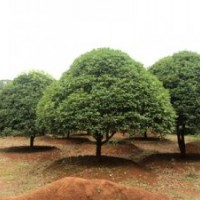 12公分桂花樹 15公分桂花樹價(jià)格 湖南移栽桂花樹