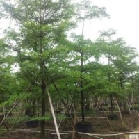 盆架子 鳳凰木 小葉欖仁 藍(lán)花楹 宮粉紫荊 火焰木 鐵刀木