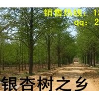 銀杏樹價格 銀杏樹苗價格 秀景銀杏苗木基地