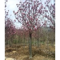 供應(yīng)紅玉蘭、紫玉蘭、廣玉蘭、望春玉蘭、白玉蘭、黃玉蘭等