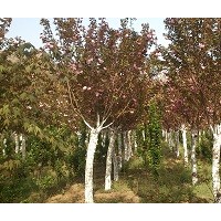 供應(yīng)1-30公分櫻花、日本櫻花、粉紅櫻花、白櫻花、山櫻桃