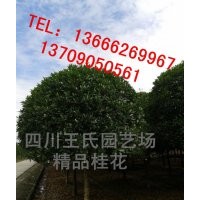 四川桂花，高桿桂花，四川丹桂|高分枝桂花|高分枝朱砂桂|喬灌木|