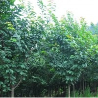 高桿櫻花，高桿櫻花基地，高桿櫻花批發(fā)，高桿櫻花價格，高桿櫻花