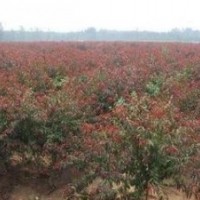 紅葉桃