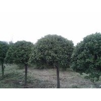 供應(yīng) 大小綠化苗木 桂花樹