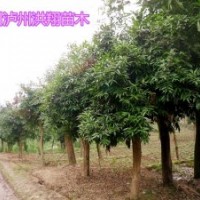 瀘州洪翔苗木場供應水晶蒲桃
