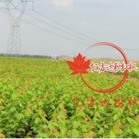 美國(guó)紅楓