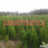 楓香苗木價格，楓香價格