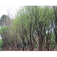 陜西西安茶條槭 蒙古櫟 銀杏等優(yōu)質苗木