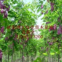 刺槐、香花槐、馬褂木、楓楊、苦楝、大葉女貞、香樟