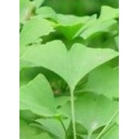專供銀杏樹質(zhì)量?jī)?yōu)，價(jià)格低無中介