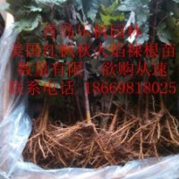青島樂楓園林美國紅楓,秋火焰
