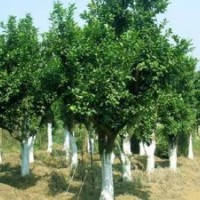 湖南香樟香泡樹價(jià)格欒樹價(jià)格移植骨架香樟樹價(jià)格