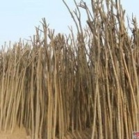 黃金國槐嫁接技巧