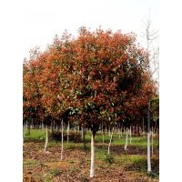 高桿紅葉石楠、移栽廣玉蘭、移栽楊梅、移栽紫薇、移栽香泡