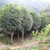 低價(jià)供應(yīng)八月桂、丹桂