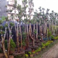 信宜市文昌花木場四季杜鵑紅山茶花,本地木棉,細葉欖仁