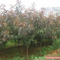 出售3-5公分碧桃、5-13公分黑松