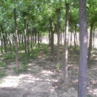 菏澤國槐基地 12公分國槐價(jià)格 速生國槐