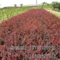 朝鮮槐長(zhǎng)期低價(jià)供應(yīng)，河北朝鮮槐廠家