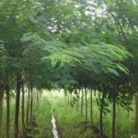 12公分合歡 12公分合歡樹(shù) 12公分合歡價(jià)格