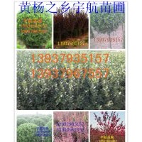 售大葉黃楊；大葉黃楊球