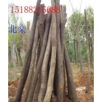 供應(yīng)北欒，五角楓，黃櫨，玉蘭，巨紫荊，杜仲，木瓜，臭椿