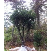 供應(yīng)原生高檔山茶花樹,紅花茶樹,嫁接山茶樹!