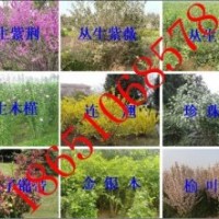 紅梅、綠梅、榆葉梅、珍珠梅、美人梅、夾竹桃、臘梅、丁香、木槿