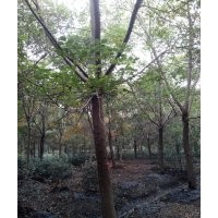 長(zhǎng)期供應(yīng)：12—20公分重陽(yáng)木