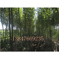 供應(yīng)新疆楊，側(cè)柏苗，沙柳苗等