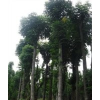 50公分香樟樹價格