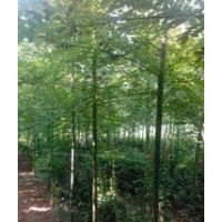 3公分國(guó)槐多少錢