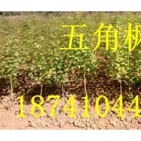 五角楓樹