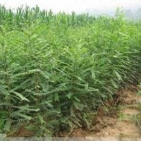 皂角苗-皂角小苗-2年生皂角苗