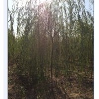 哪里有垂柳，山東垂柳