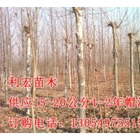 4公分速生法桐2014天津最新價(jià)格