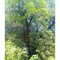 直徑1米3大桂花、大型紫薇