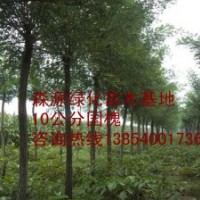 河北國(guó)槐價(jià)格-國(guó)槐-國(guó)槐基地-5公分7公分國(guó)槐出售