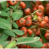 供應(yīng)火棘、連翹、紅馬球、桂花、海桐、冬青、衛(wèi)矛