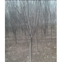 各地區(qū)合歡苗木價格