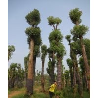 35公分37公分香樟樹|香泡|欒樹|廣玉蘭|價格湖南益陽綠波園林