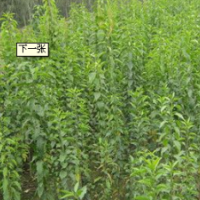 供應(yīng)各種規(guī)格衛(wèi)矛，絲綿木，油松，國(guó)槐，垂柳，旱柳