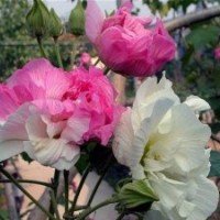 木芙蓉，芙蓉花，白芙蓉，紅芙蓉，粉芙蓉，木蓮，湖南木芙蓉價(jià)格
