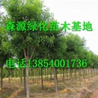 湖南哪里有7公分國槐價(jià)格-8公分國槐價(jià)格